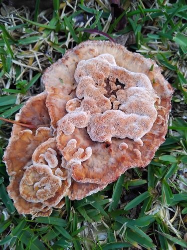 Blushing rosette (Abortiporus biennis)