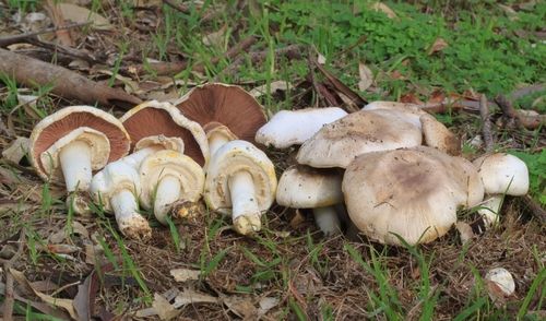 Yellow stainer (Agaricus xanthodermus)