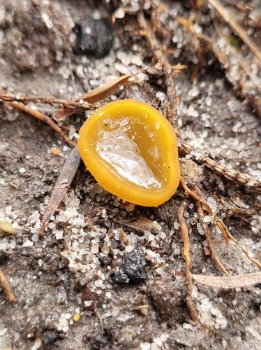 Fleshy ground cup (Aleurina ferruginea)