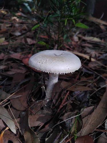 Australian flour lepidella (Amanita farinacea)