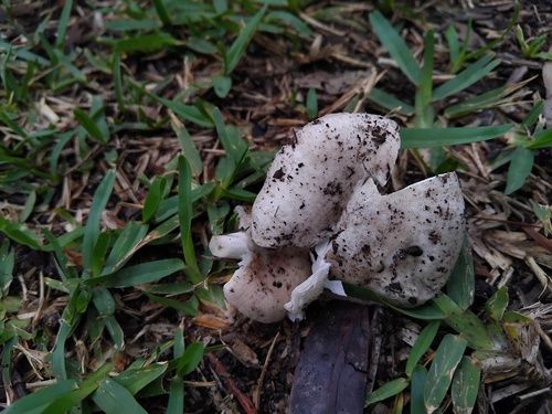 Marbled death cap (Amanita marmorata)