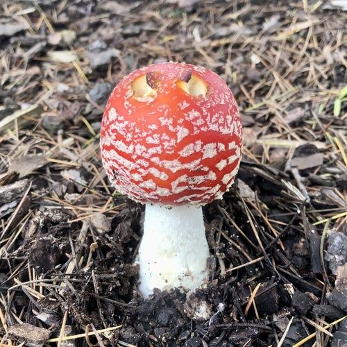 Fly agaric (Amanita muscaria)