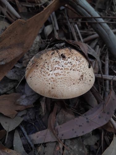 Ochre-gilled barefoot lepidella (Amanita ochrophylla)