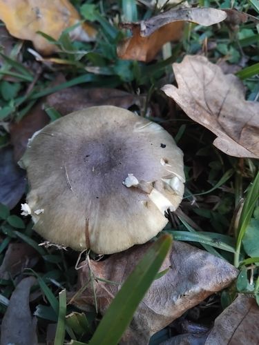Death cap (Amanita phalloides)