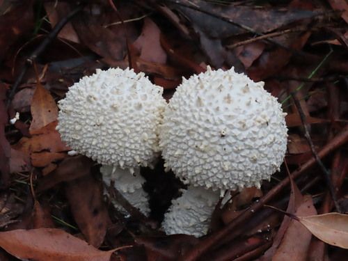 Pyramid builder lepidella (Amanita pyramidifera)