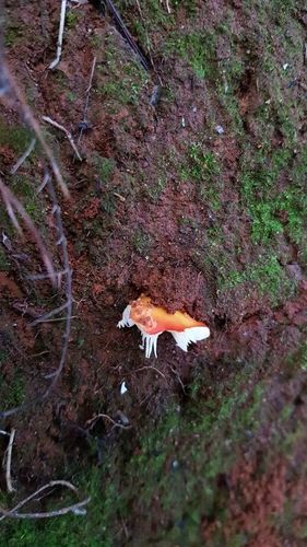Vermilion amanita (Amanita xanthocephala)
