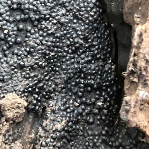 Annulohypoxylon bovei