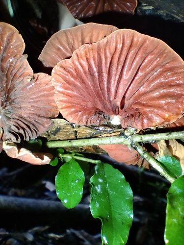 Orange fan (Anthracophyllum archeri)
