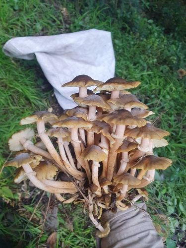 Australian honey fungus (Armillaria luteobubalina)