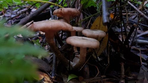 Austral honey mushroom (Armillaria novae-zelandiae)