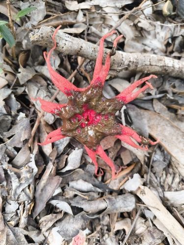 Starfish fungus (Aseroe rubra)