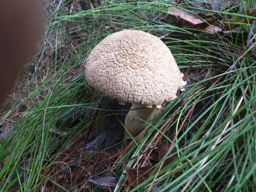Boletellus dissiliens