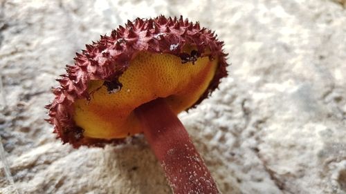 Shaggy cap (Boletellus emodensis)