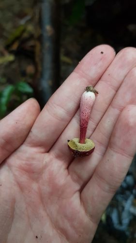 Rhubarb bolete (Boletellus obscurecoccineus)