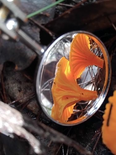 Australian chanterelle (Cantharellus concinnus)