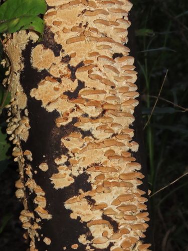 Cerrena zonata