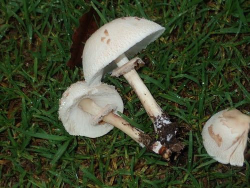 Green-spored parasol (Chlorophyllum molybdites)