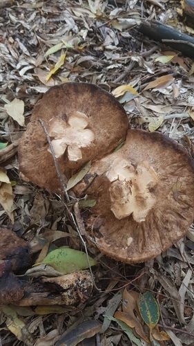 Chlorophyllum nothorhacodes