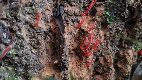 Clavulinopsis corallinorosacea