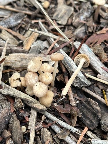 Collybia kurara