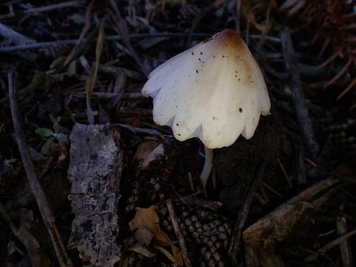 White dunce cap (Conocybe apala)
