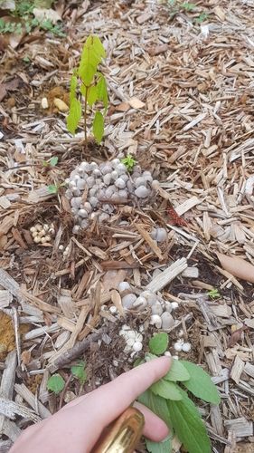 Fairy inkcap (Coprinellus disseminatus)