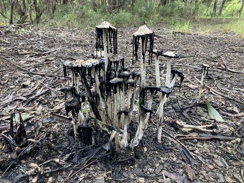 Shaggy ink cap (Coprinus comatus)