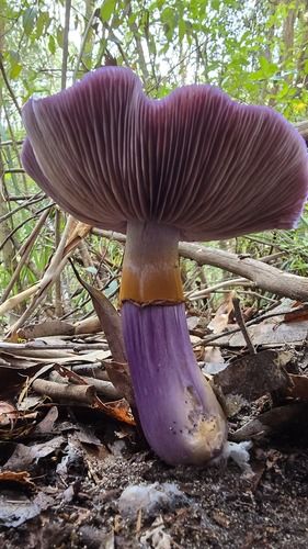 Emperor cortinar (Cortinarius archeri)