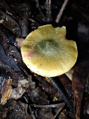 Green skinhead (Cortinarius austrovenetus)