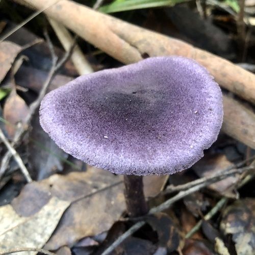 Cortinarius kioloensis