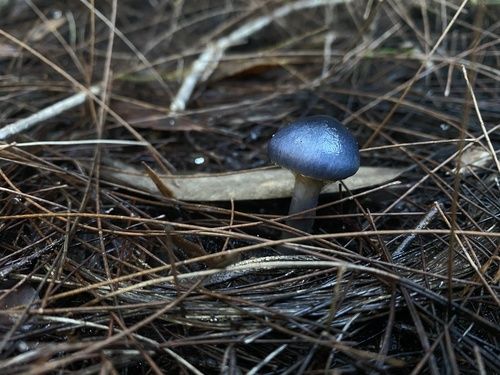 Elegant blue webcap (Cortinarius rotundisporus)