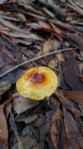 Cortinarius sinapicolor