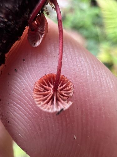 Ruby bonnet (Cruentomycena viscidocruenta)