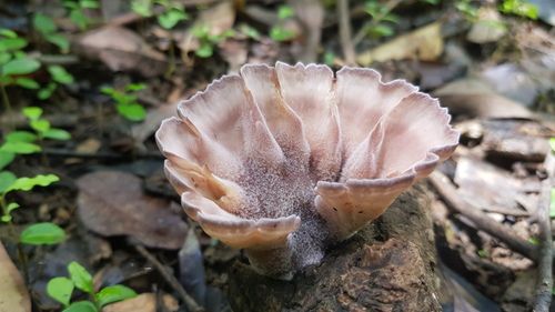 Leathery goblet (Cymatoderma elegans)