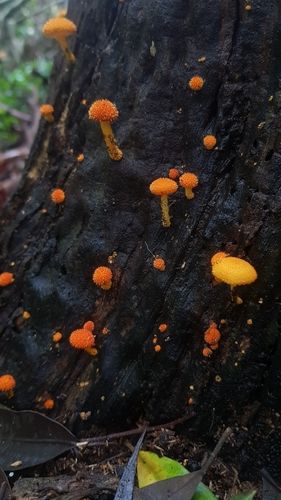 Golden-scruffy collybia (Cyptotrama asprata)