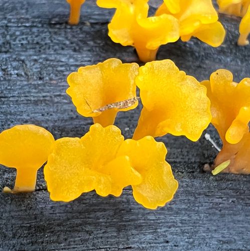 Fan-shaped jelly fungus (Dacrymyces spathularia)