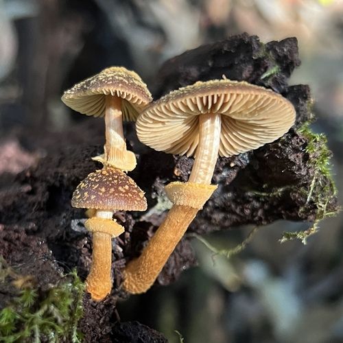 Descolea recedens