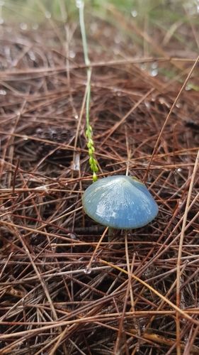 Skyblue pinkgill (Entoloma virescens)