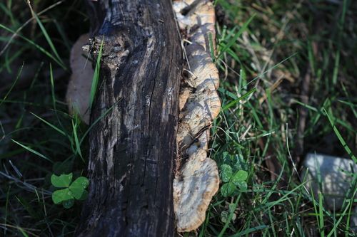 Gum bracket (Fomitopsis lilacinogilva)