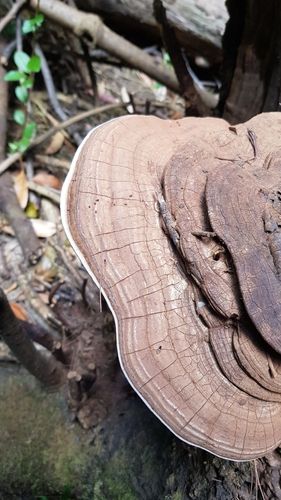 Southern bracket (Ganoderma australe)