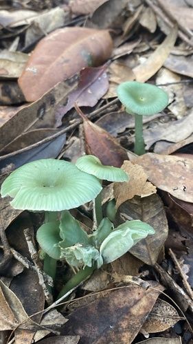 Gliophorus graminicolor
