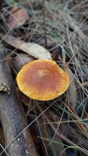 Gymnopilus allantopus