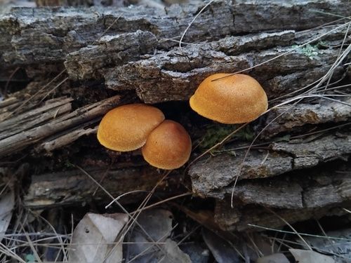 Gymnopilus ferruginosus