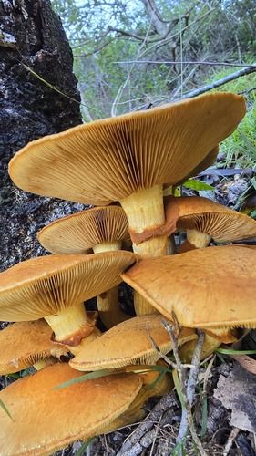 Spectacular rustgill (Gymnopilus junonius)