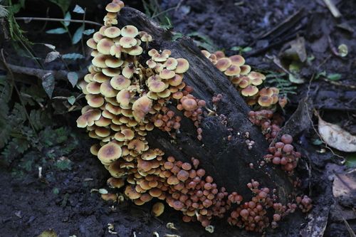 Sulphur tuft (Hypholoma fasciculare)