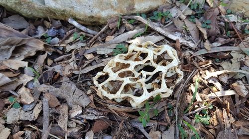 Smooth cage fungus (Ileodictyon gracile)