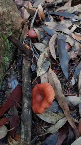 Lactarius eucalypti