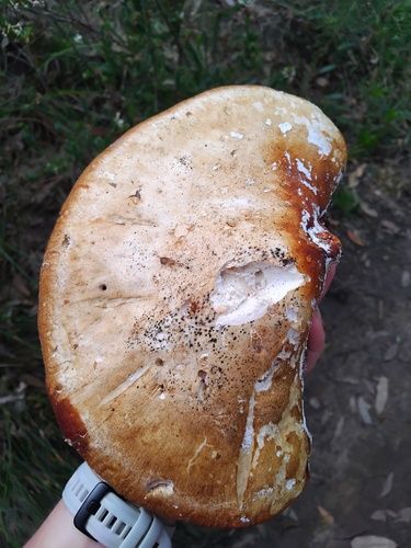 White punk (Laetiporus portentosus)