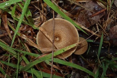 Spring polypore (Lentinus arcularius)