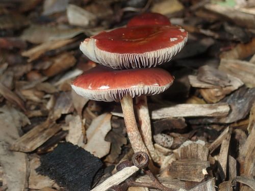 Chip cherries (Leratiomyces ceres)